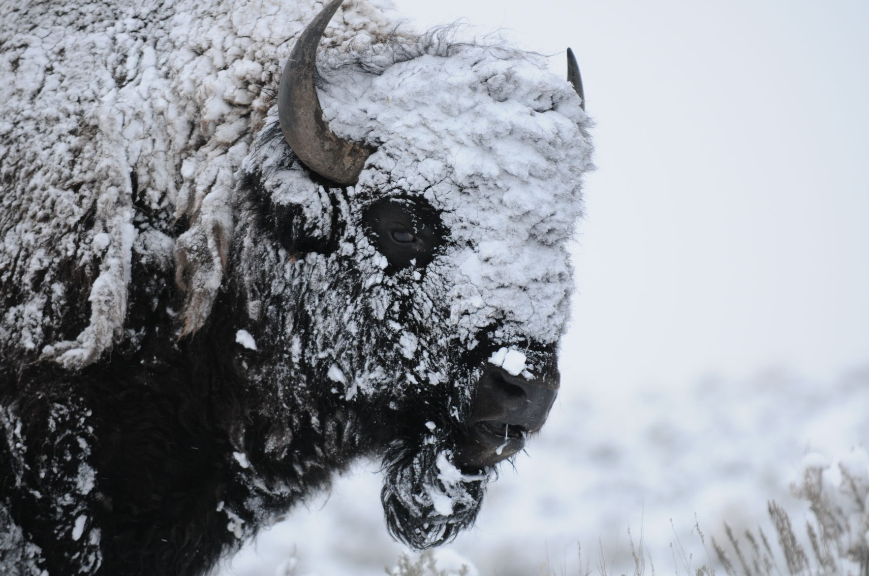 Yellowstone winter